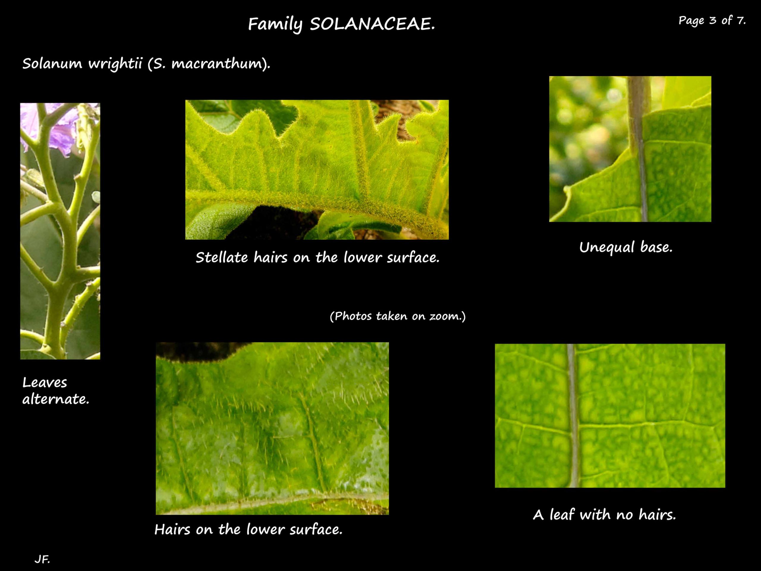 3 Solanum wrightii leaf hairs